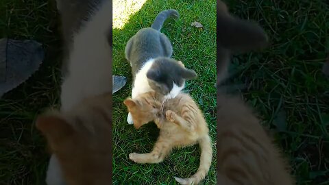 Every Funny and Cute Cat.