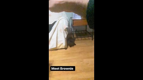 My ninja cat Brownie