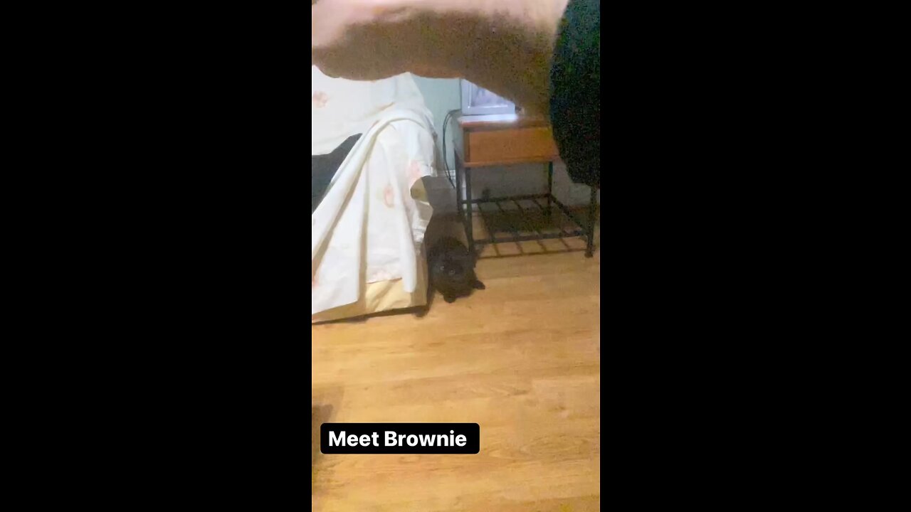 My ninja cat Brownie