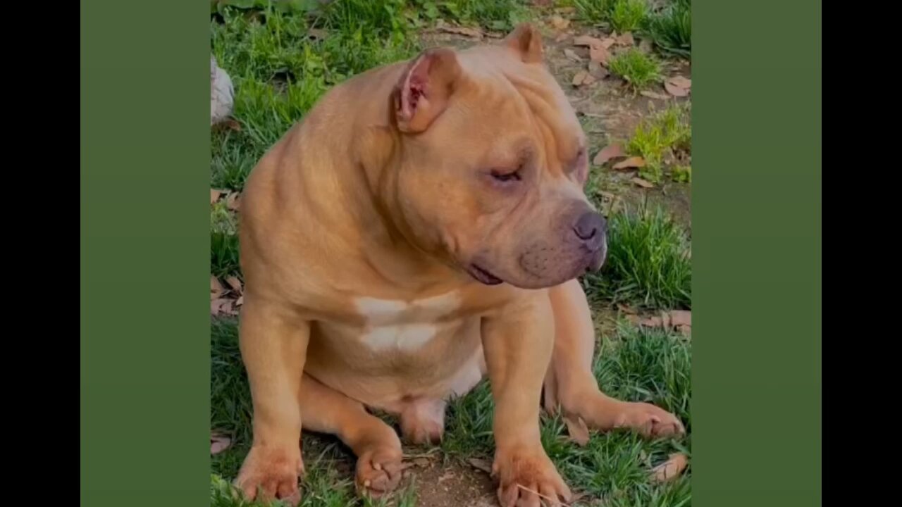 A dozing dog