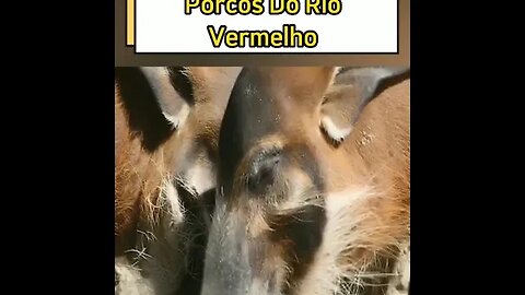 Porcos do Rio Vermelho #shortsvideo