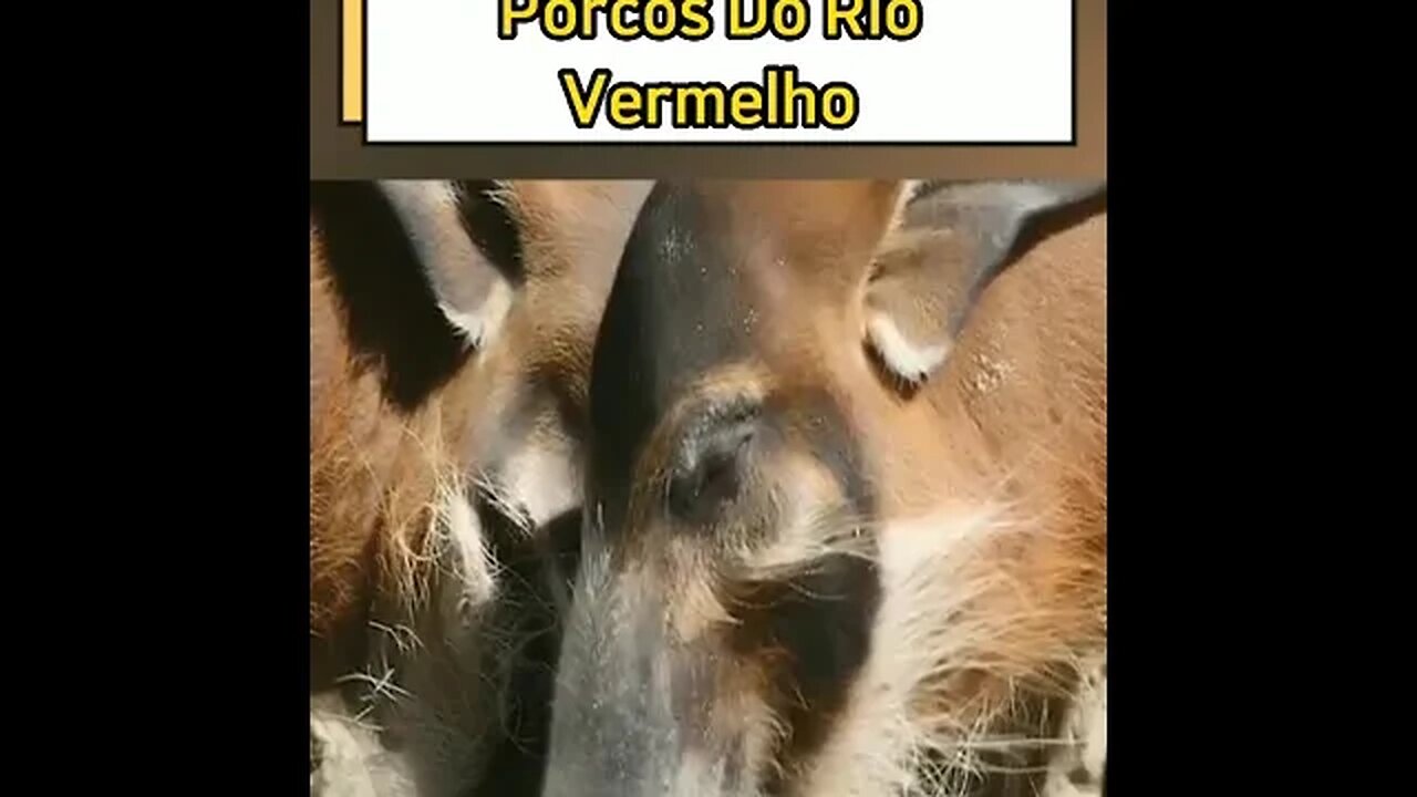 Porcos do Rio Vermelho #shortsvideo