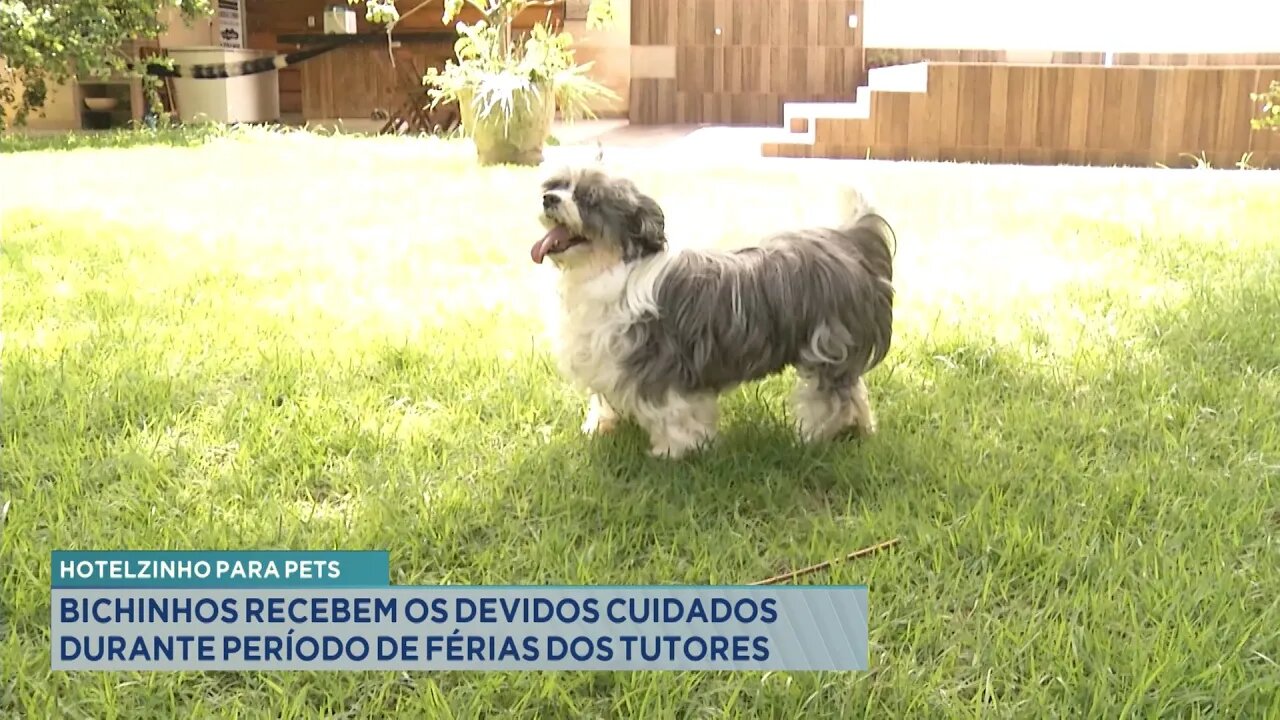 Hotelzinho para Pets: Bichinhos Recebem os Devidos Cuidados durante Período de Férias dos Tutores.