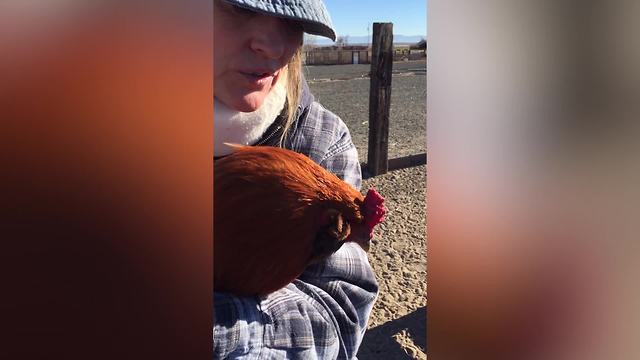 "A Gorgeous Rooster Pet Gets Lulled to Sleep"