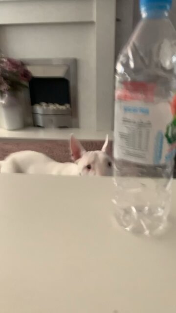 Dog barks then does zoomies!