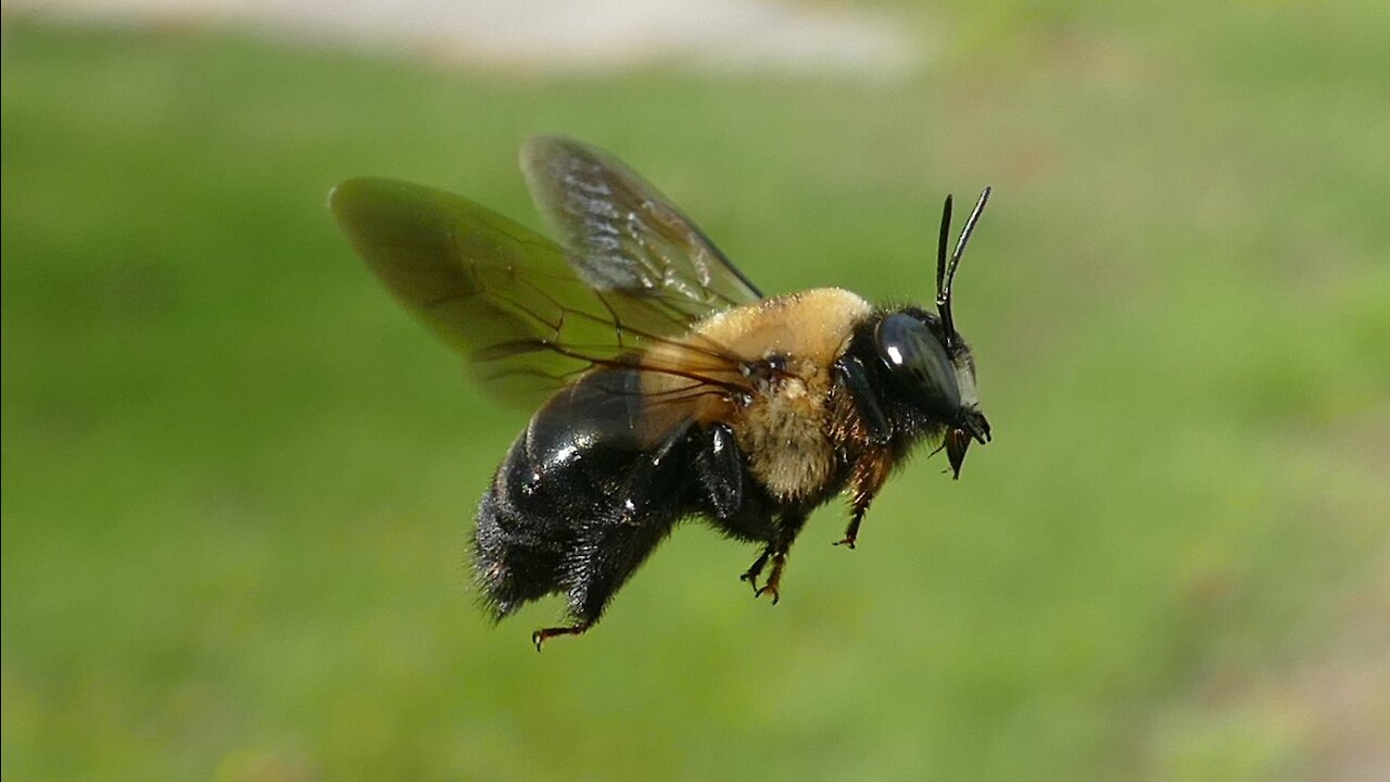 Carpenter Bees 2019