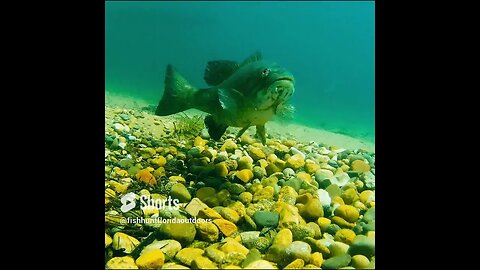 bass runs from the bait