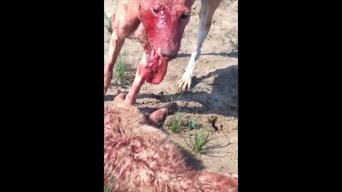 A fierce dog eating a wolf 😱😱😱😱😱😱