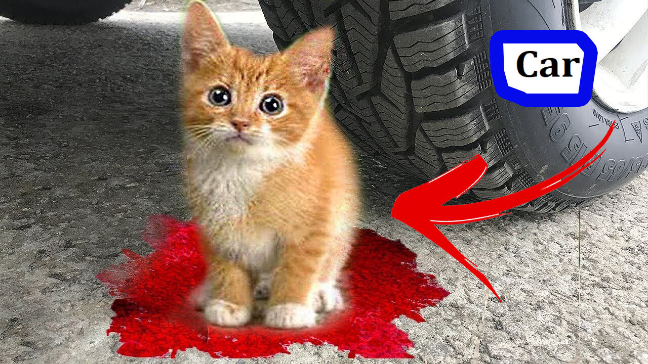 experiment car vs baby cats kitten chicken hen crushing crunchy soft things by car vs baby toys