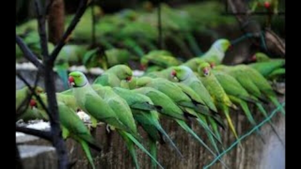 best bird trap🐦 || How do you catch a bird without it hurting|| How do you make a wild parrot trap?