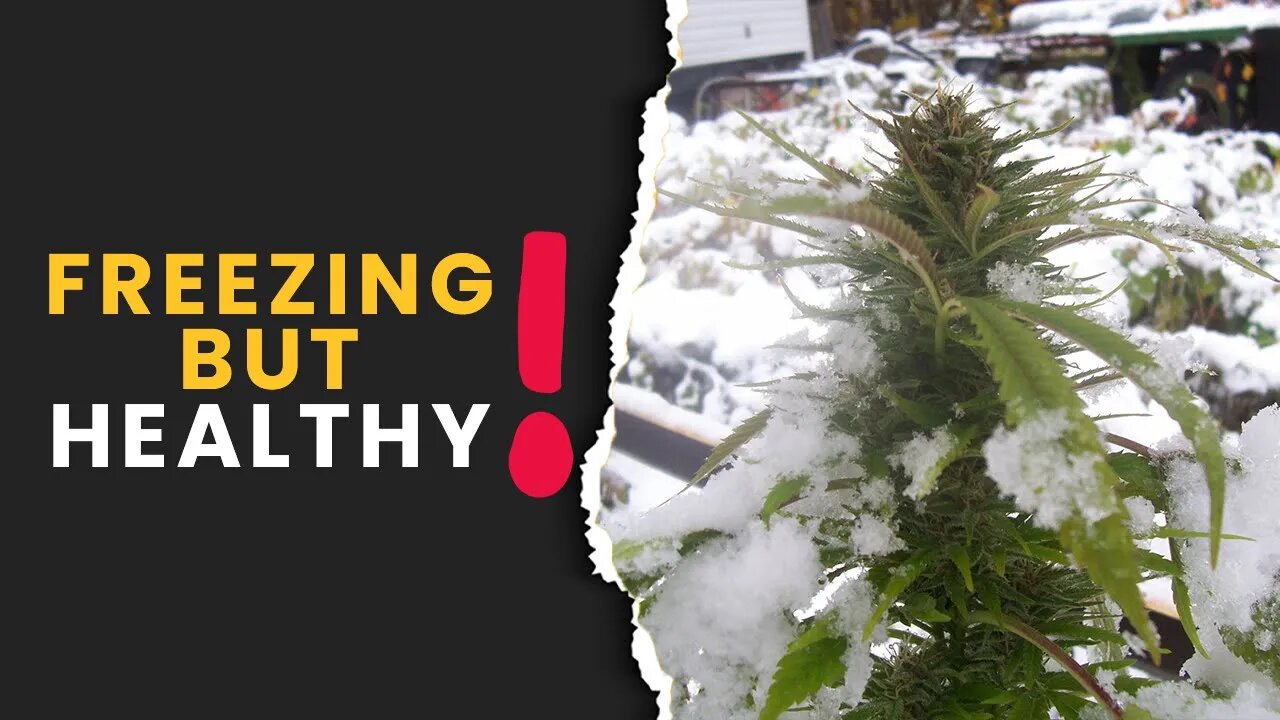 What's the 'COLDEST TEMPERATURE' Your Plants Can Exist In?