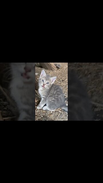 Barn Cats