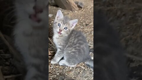 Barn Cats