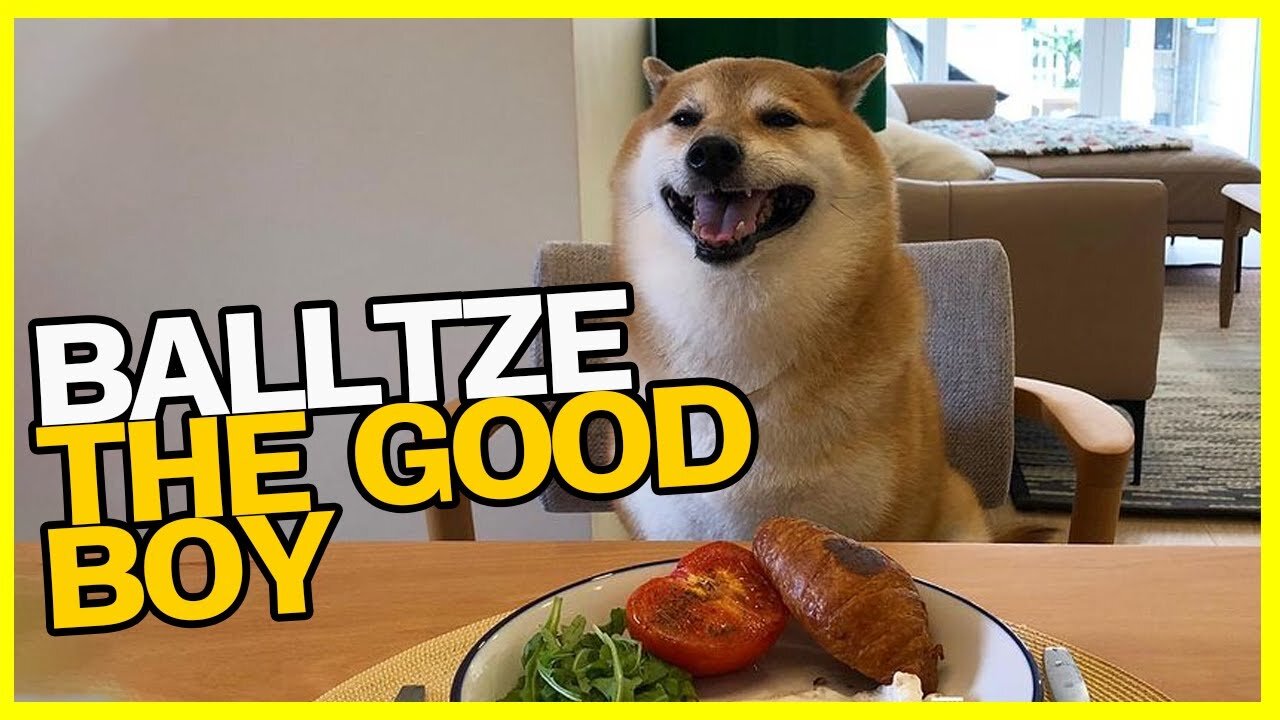 Balltze Cheems - The Good Boy