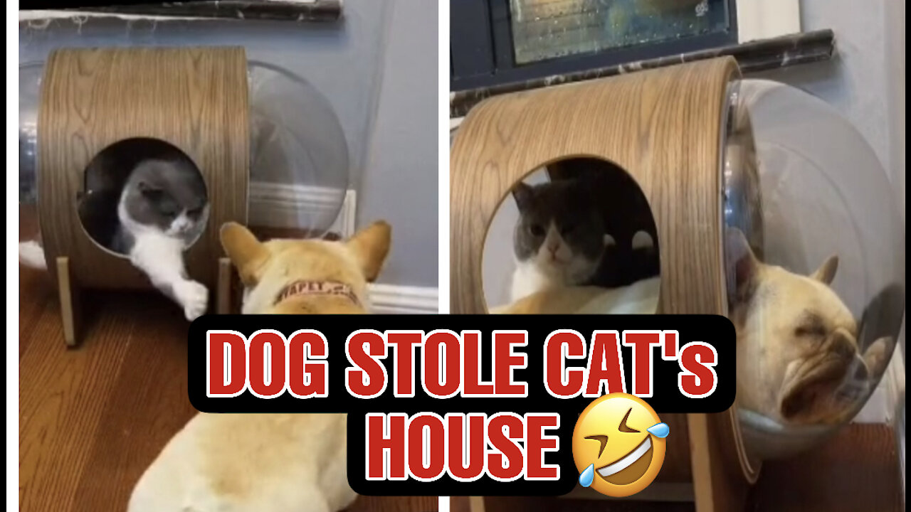 Dog stole a cats house | Dog vs cat | Cat fighting dog | funny video of animals