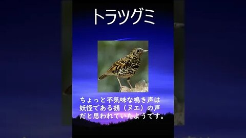 トラツグミの声が聴こえる#shorts