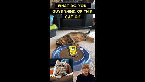 Cute Cat Gif