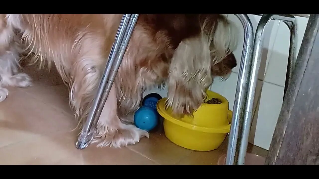 #dogshow , #animals , #dogs (2)