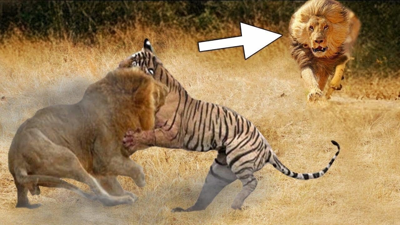 Lion vs Tiger - Who Is Cooler? (Real footage of contractions)