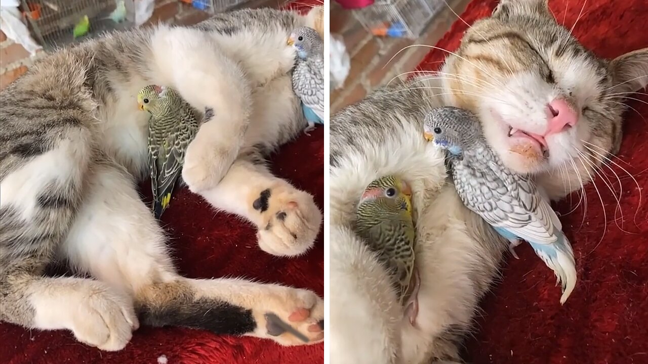 Loving Parrots Affectionately Hug Their Cat Friend