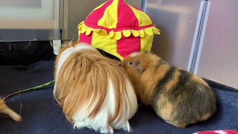 Guinea pigs are back from holiday