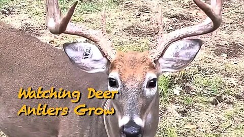Giant Bucks and Bull Elk!!!