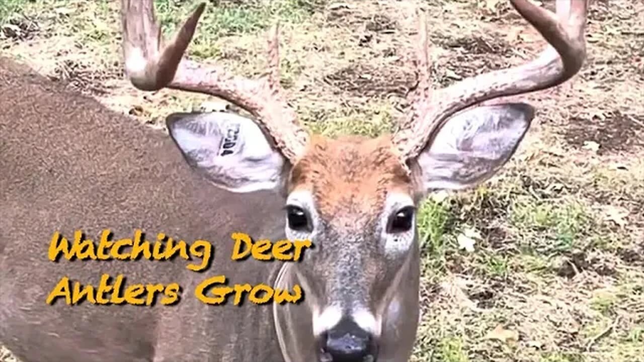 Giant Bucks and Bull Elk!!!
