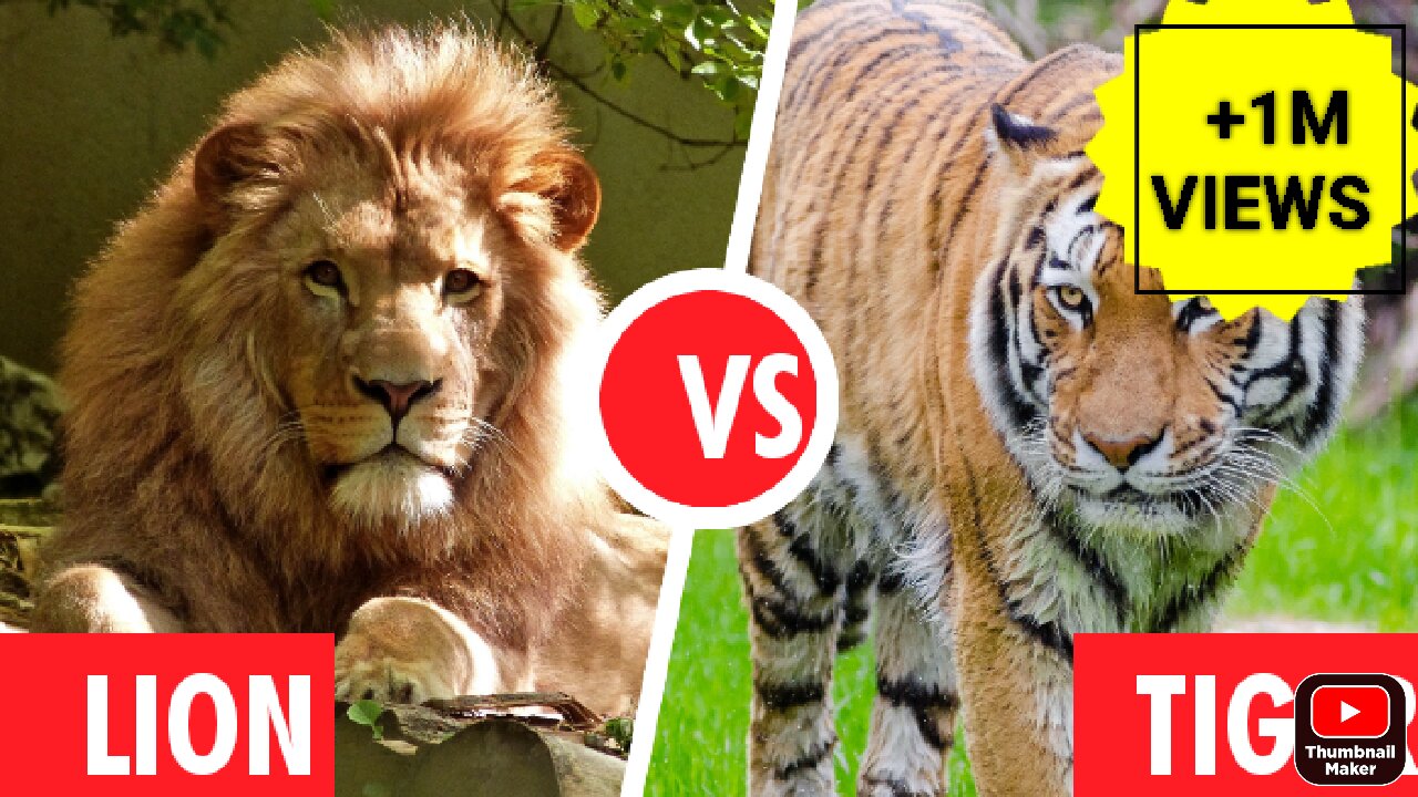 Lion vs Tiger (fight till death)