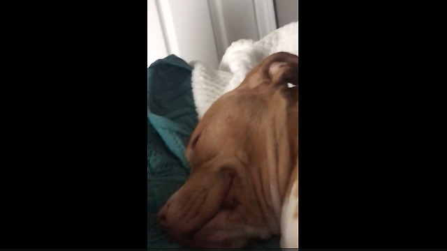 Funny pit bull "smiles" in her sleep