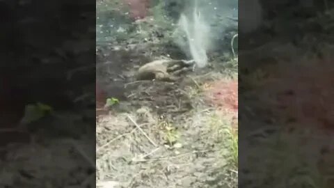 Poor Creatures