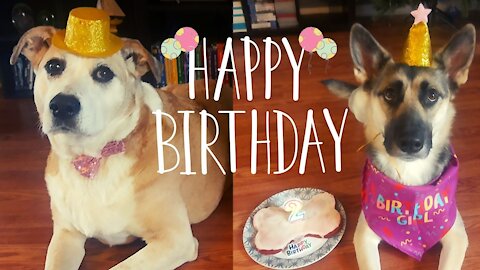 Dog Has Fun On Her 2nd Birthday | Turkey Necks, Birthday Cake, Presents and Terrible 2's