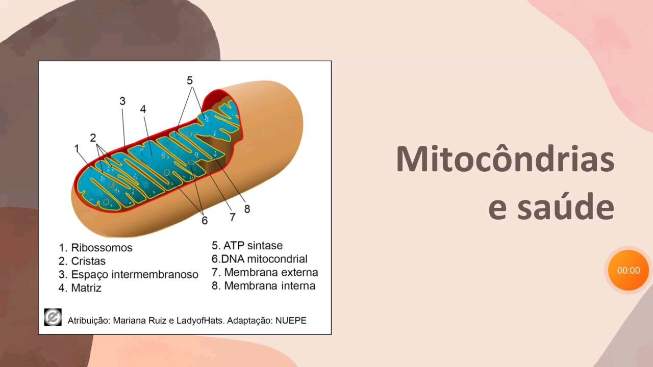 🤔O que você precisa saber sobre as mitocôndrias?