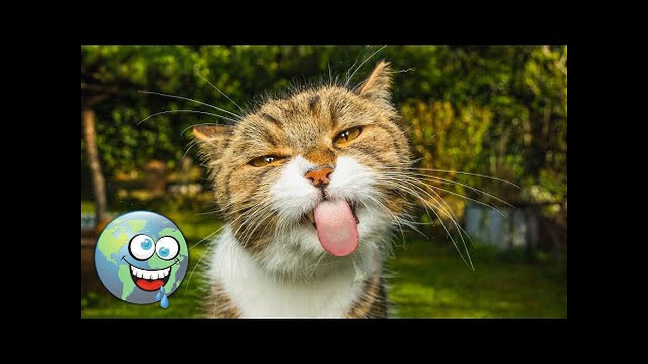 Funny Cat Viral Video || Top Trending Video || Viral