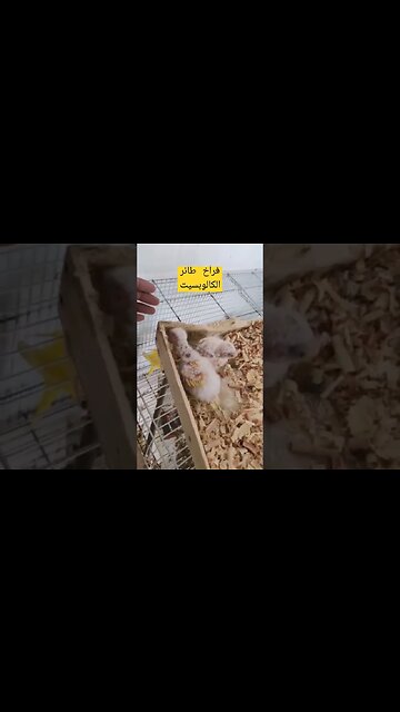 أجمل فراخ طيور الكالوبسيت لوتينو كيوت روعة