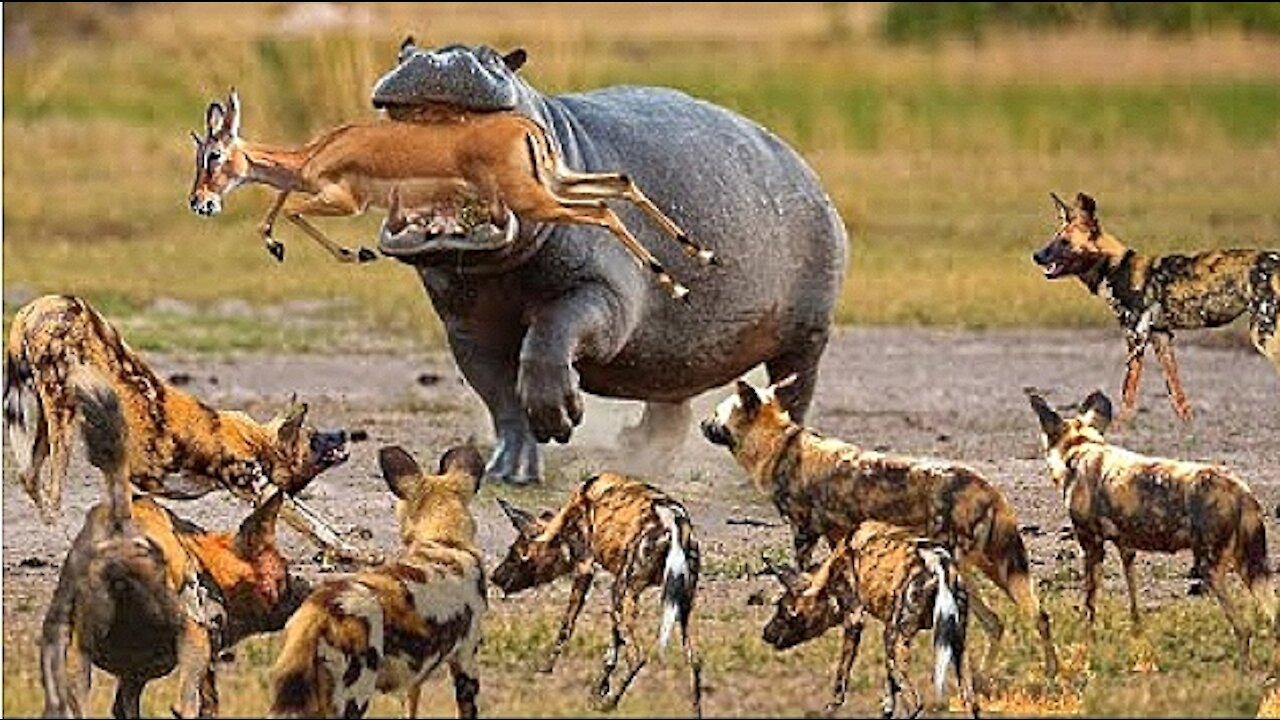 HIPPO TRY'S TO SAVE BABY ANTELOPE FROM WILD DOGS BUT ENDS UP KILLING IT