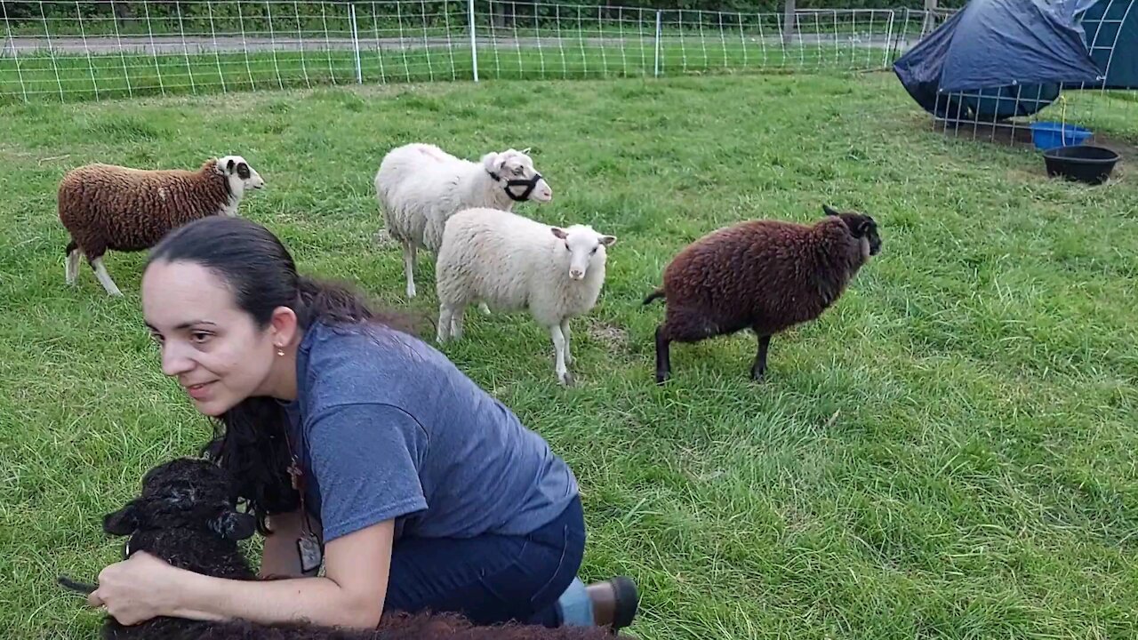 Hanging out with Our Shetlands