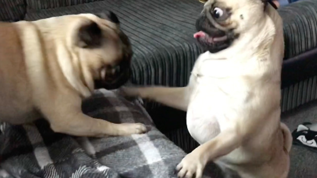 Heart warming reunion of sibling pugs