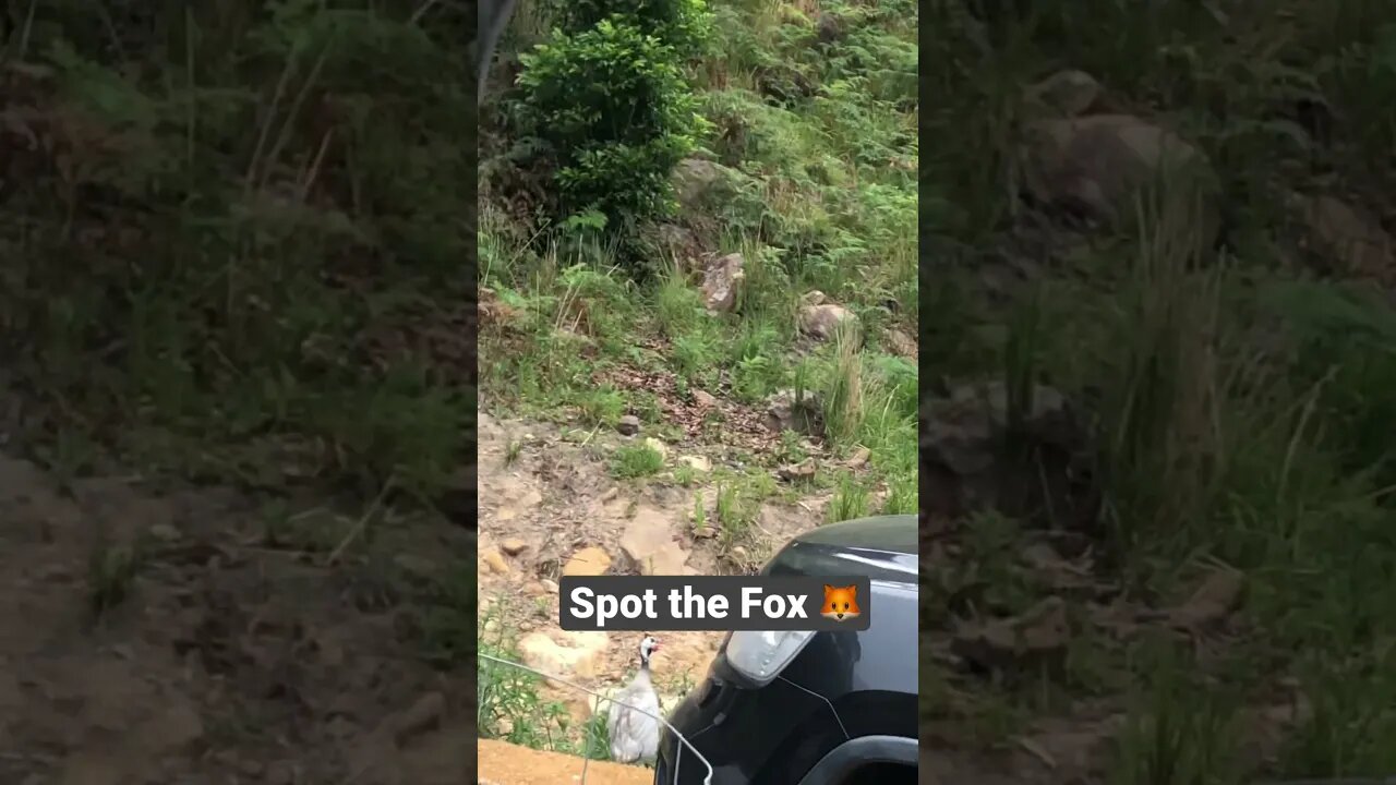 Fox runs away when it see me - top left corner
