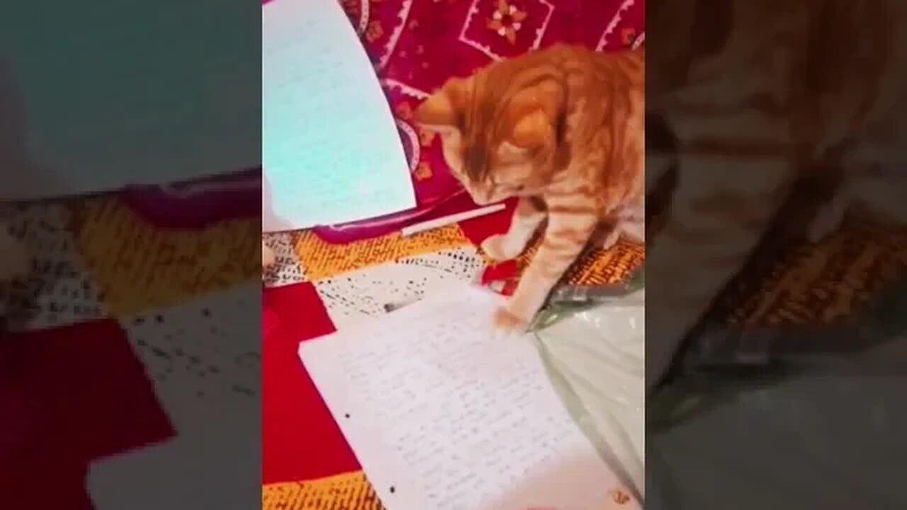 Billi Ka Baccha Padhai Kr Rha Hai😛😂#shorts #trending #cute #kitten #shortvideo #cute #funny