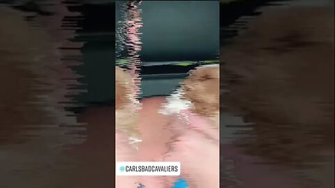 Little Angel Slept like a Baby on my Lap from Arizona to California Tonight🐶❤️