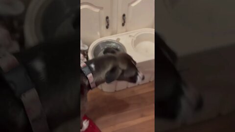 Two Dogs And One Bowl...? - The Cutest Video You'll Ever Watch! #shorts #shortsfeed
