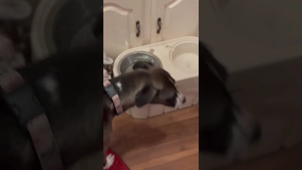Two Dogs And One Bowl...? - The Cutest Video You'll Ever Watch! #shorts #shortsfeed