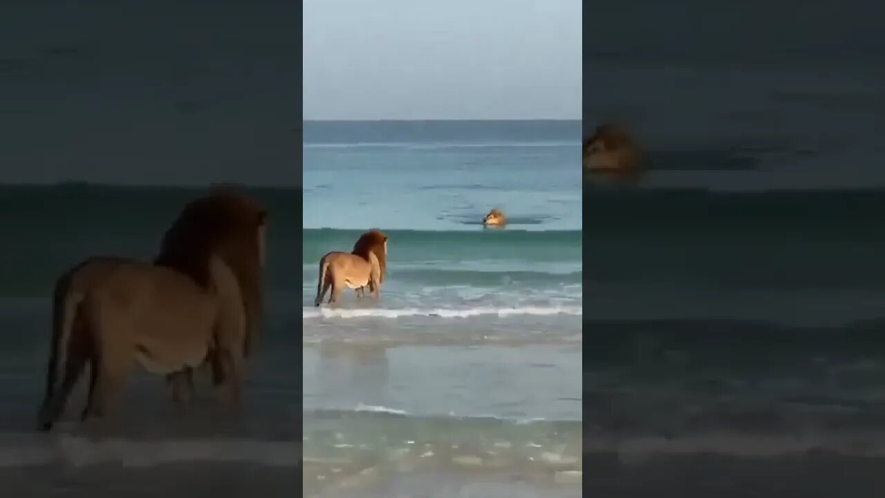 Lions Enjoying some beach time || Only in Dubai || King of jungle