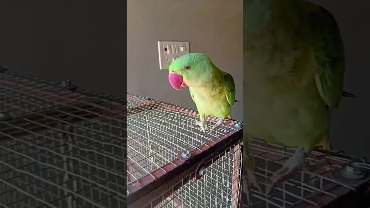 indian parrot, pahadi tota,indian parrot, budgies care 2022.