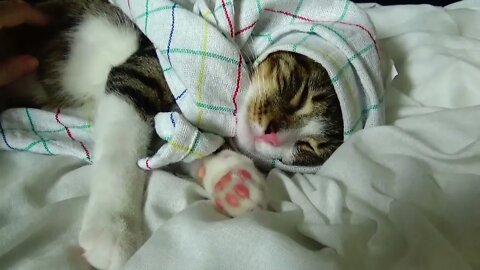 Twitching Dreaming Baby Cat Wears a Kerchief
