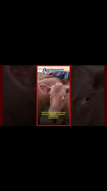 5 Red Heifers Arrive In Israel From Texas (Third Temple)