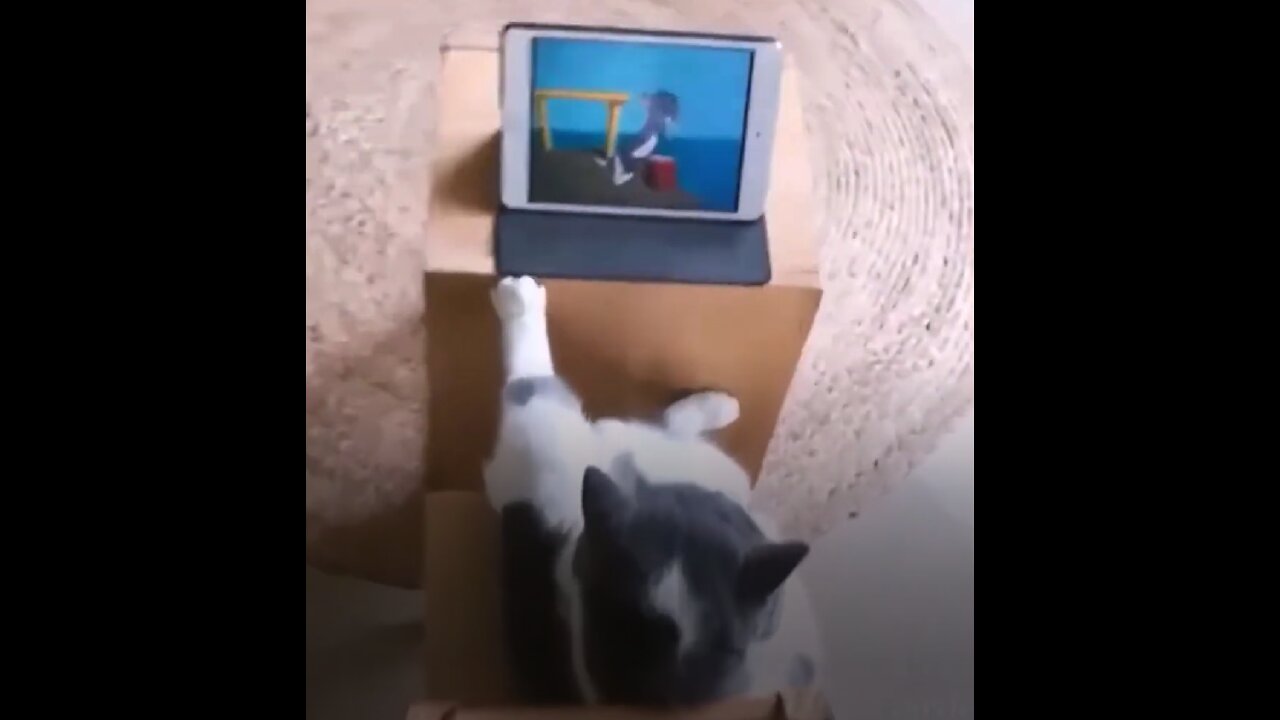 Most funny cats on internet new 2022 pre release !!!!!!!!!!!!!!!!!