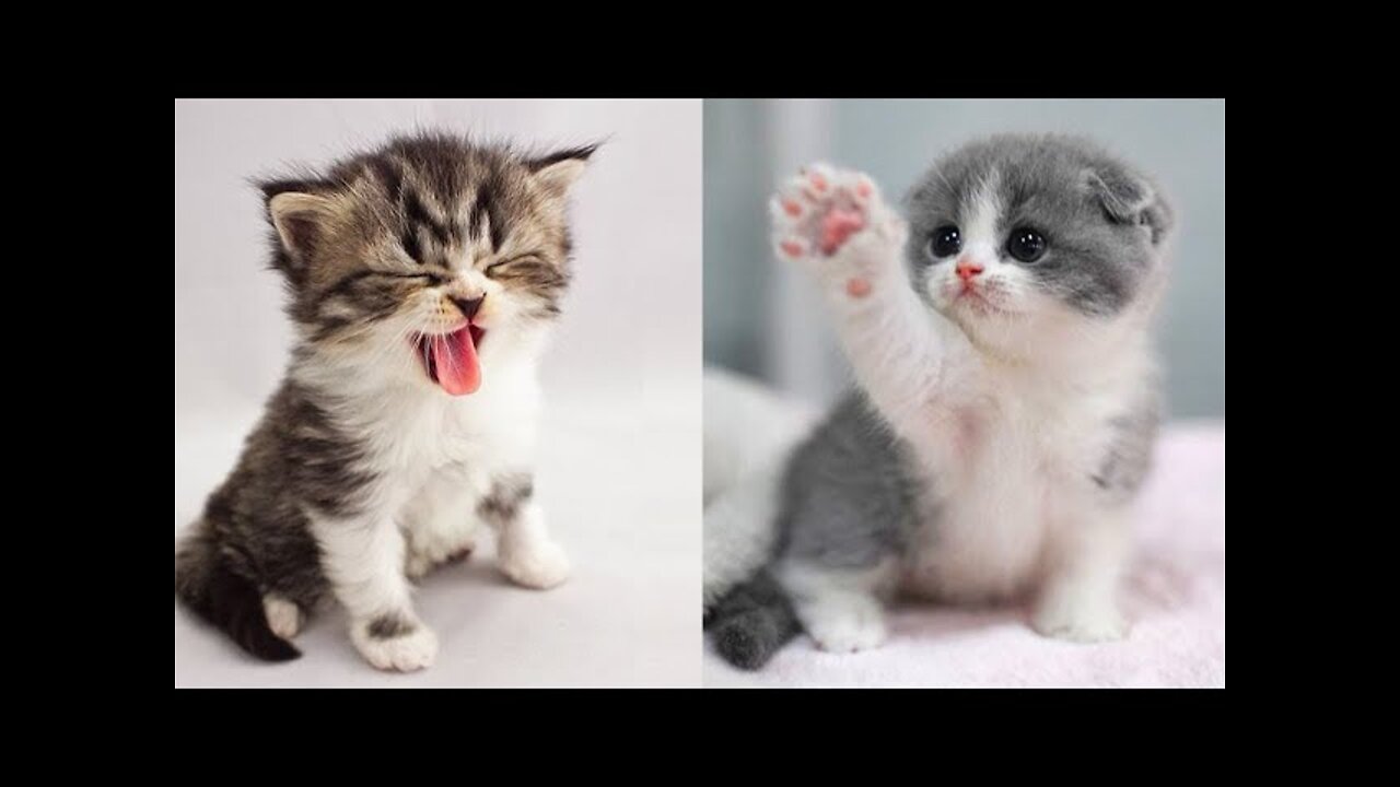 Baby Cats Cute and Funny Cat Videos Compilation | Cute Pets