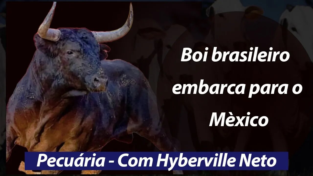Boi brasileiro embarca para o Mèxico
