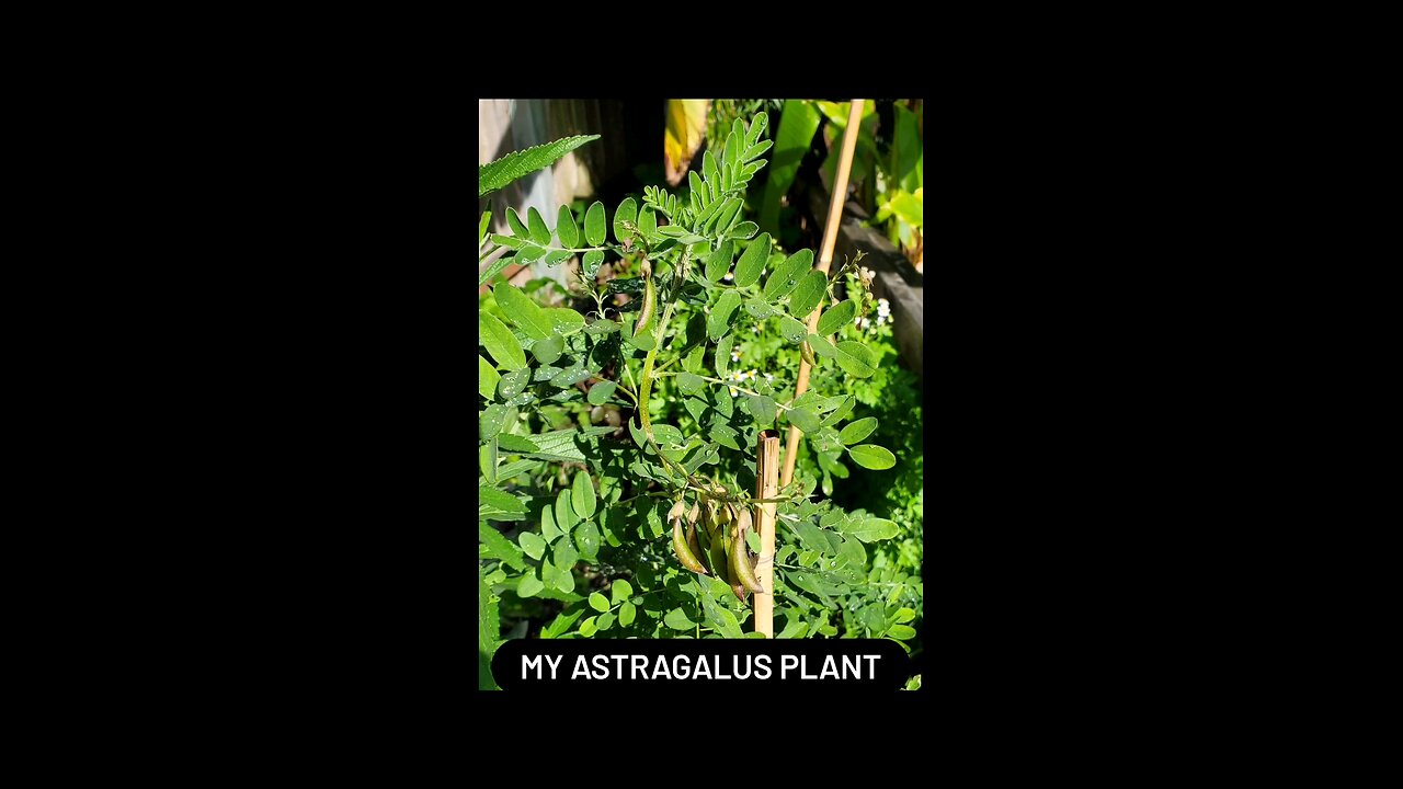 My Astragalus Plant